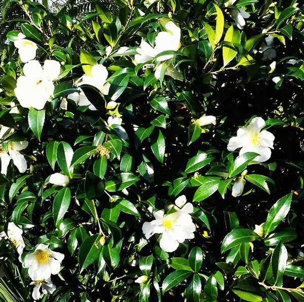 Beautiful winter flowering Camellia Sasanqua