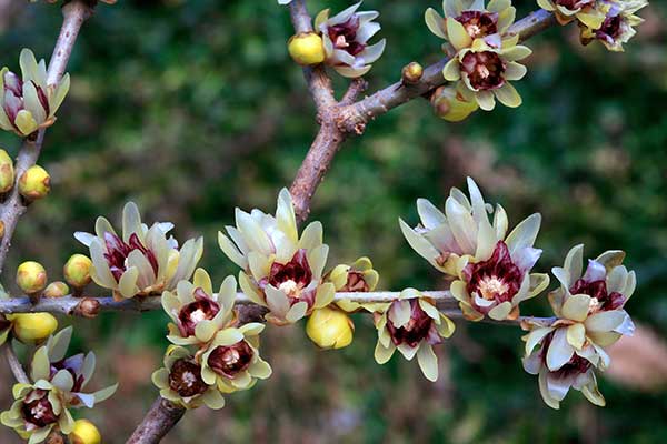 Chimonanthus Praecox or Winterweet produces scented flowers on bare branches