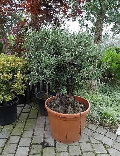 Mature Miniature Dwarf Olive Tree in Bonsai style. 