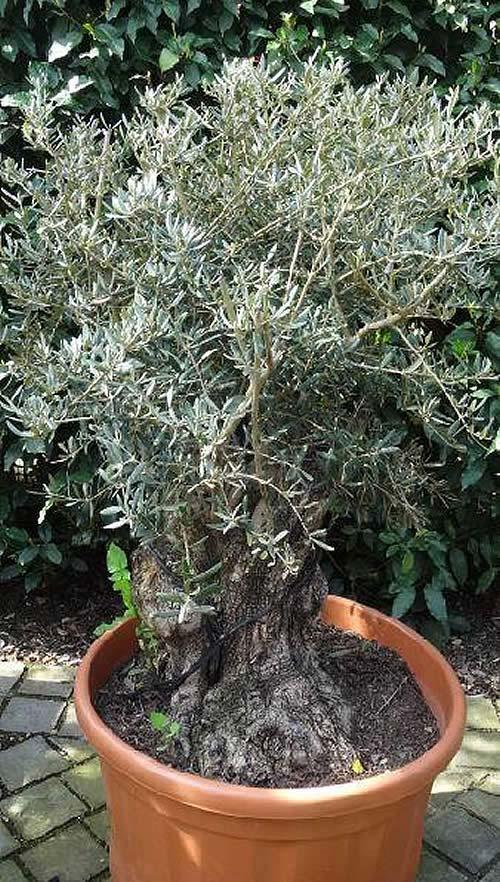 This irresistible dwarf olive tree is our Christmas gift suggestion this year