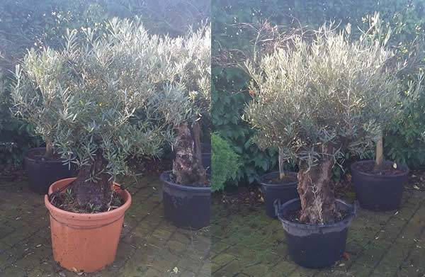  Dwarf Olive Trees