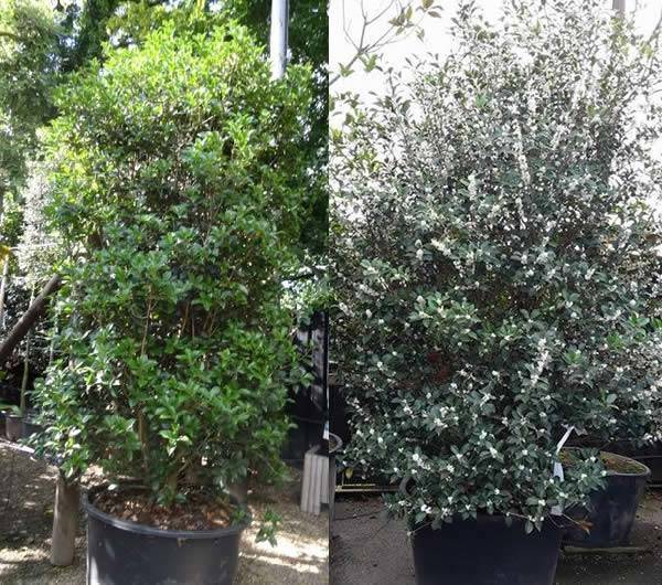 Special Offer on Mature Osmanthus False Holly Hedging