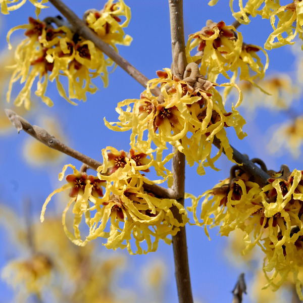 Witch hazel (Hamamelis x intermedia 'Arnold Promise')