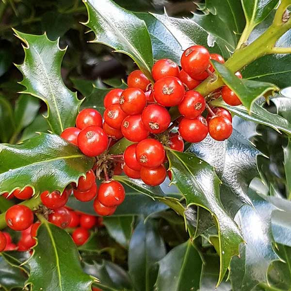 Festive Holly trees with red berries