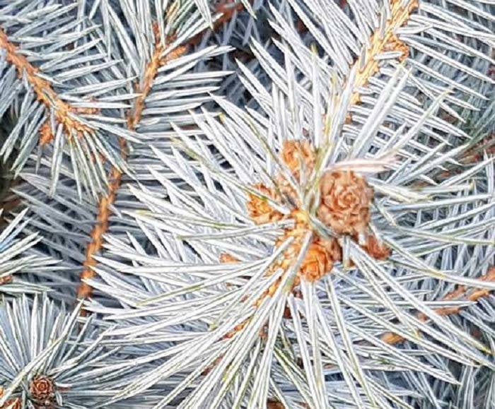 living Christmas trees