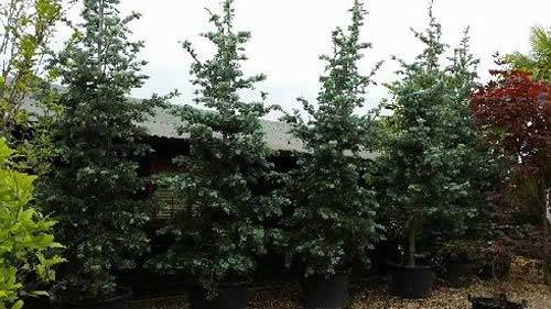 Abies Concolor (White Pine) Living Christmas Trees for Sale UK