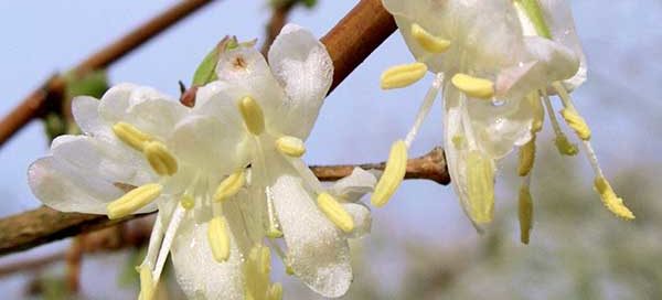 Winter Honeysuckle, Lonicera Fragrantissima, flowering in wintertime, UK