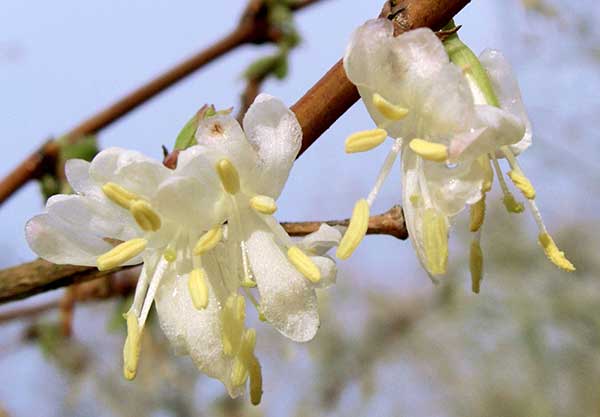 Winter Honeysuckle, Lonicera Fragrantissima, flowering in wintertime, UK