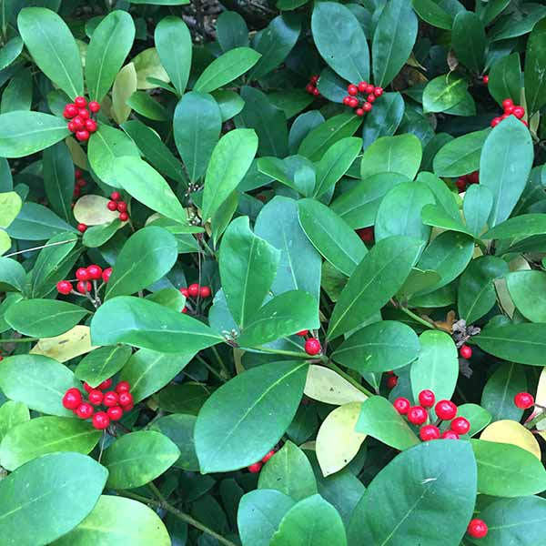 Skimmia Obsession berries and evergreen foliage
