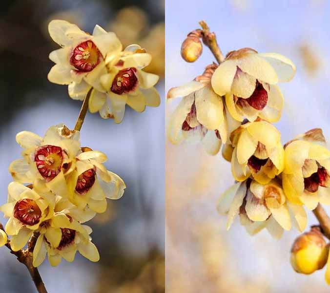 Wintersweet flowering - fragrant flowers