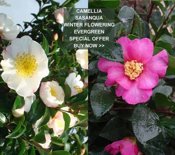 Winter Flowering Camellia Sasanqua for sale online