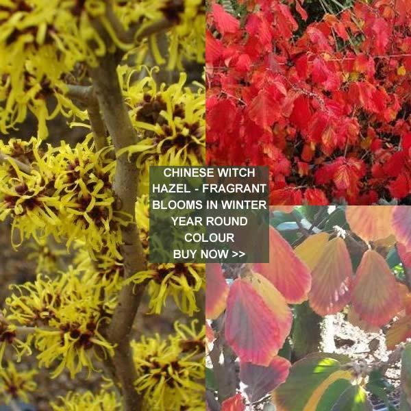 Chinese Witch Hazel, winter flowering shrub - very fragrant buy online UK