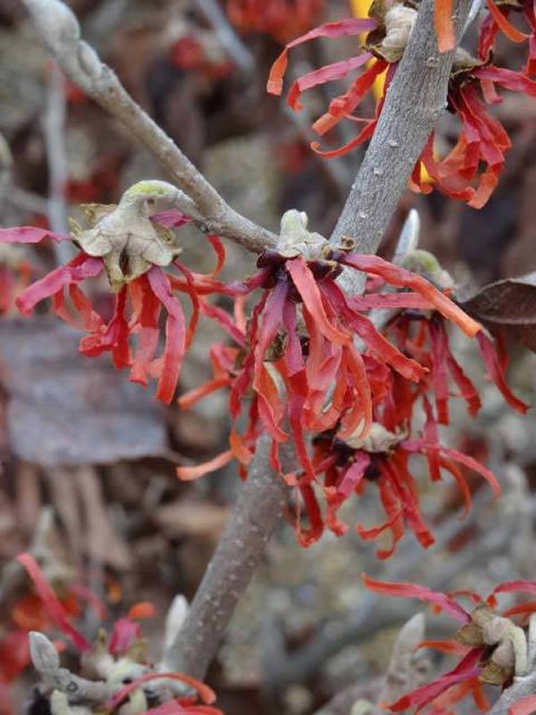 Chinese Witch Hazel Orange Flowering Shrubs for sale online UK