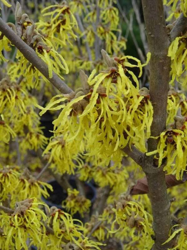 Chinese Witch Hazel Yellow Flowering Buy Online UK