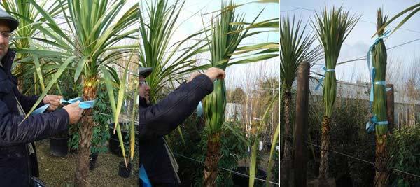 Hardy palms for sale online UK