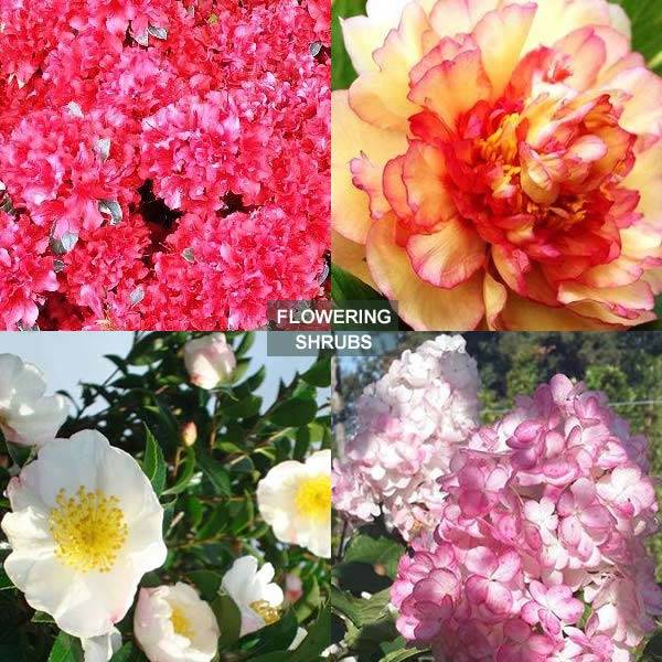 New Flowering Shrubs Collection at Paramount Plants - London UK