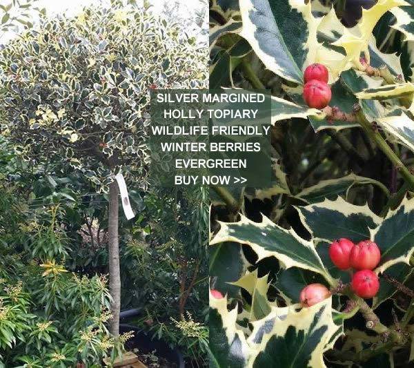Stunning Topiary Variegated Holly covered in red berries buy online UK