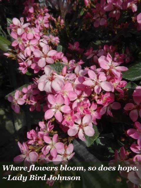 Indian Hawthorn flowers, London UK