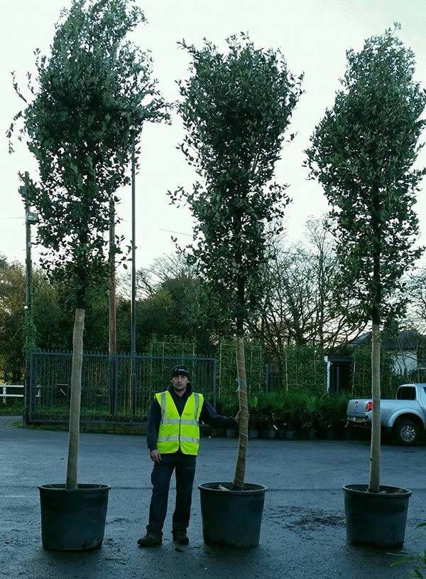 Mature Screening Trees provide instant privacy and impact. Buy online London UK