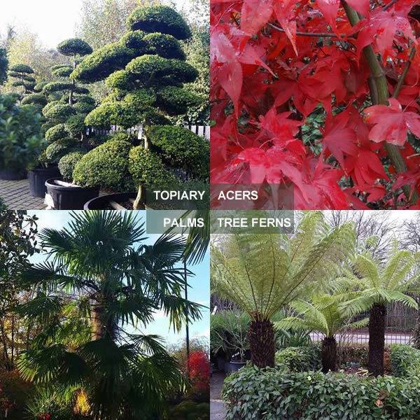 New plant collections for 2015 and special offer promo code