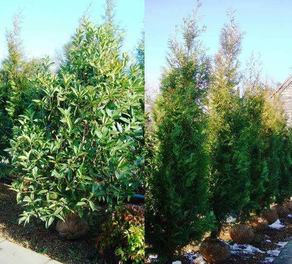 Root balled hedging plants for sale online UK