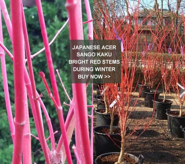 Japanese Acer Sango Kaku bright red stems in winter buy online UK
