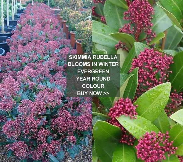 Skimmia Japonica Rubella - winter flowering and evergreen shrub
