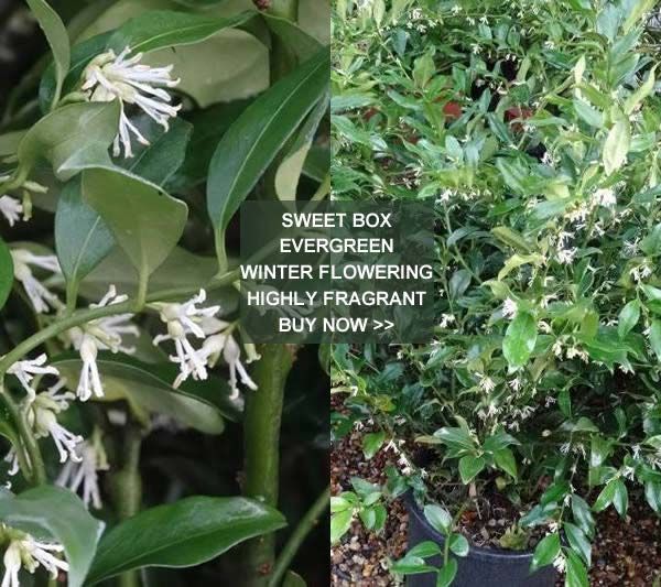 Sarcocca Ruscifolia - Sweet Box - highly fragrant evergreen winter flowering shrubs