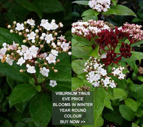 Viburnum Tinus Eve Price - Winter Flowering Shrubs for sale online UK