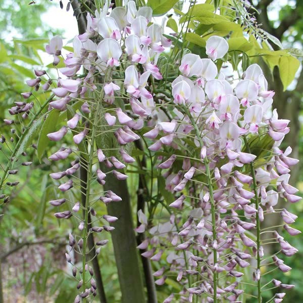 Wisteria Sinensis Pink Ice for sale online, London UK