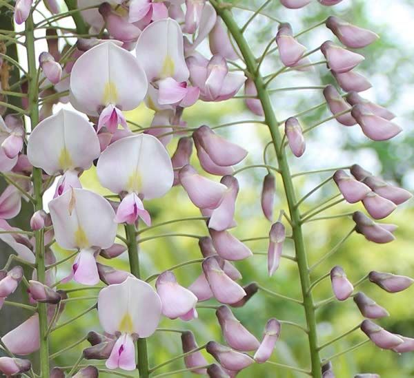 Pea shaped flowers of Wisteria Pink Ice available to buy online, London UK