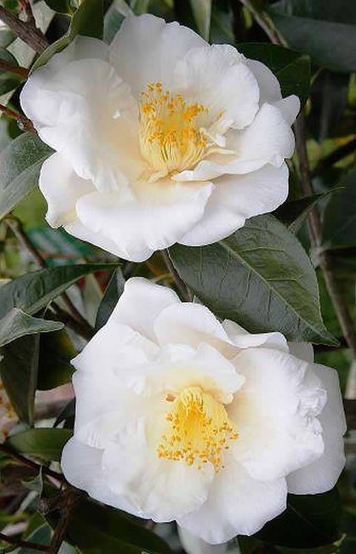 Camellia Japonica Triphosa 