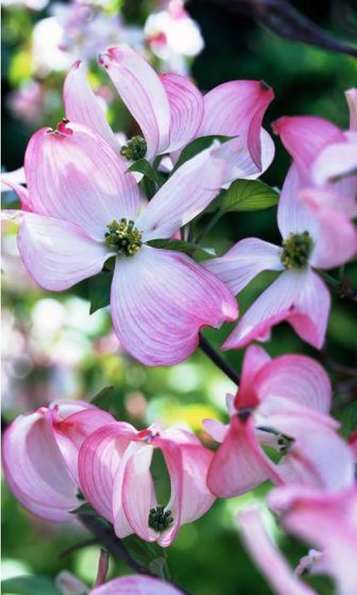 Cornus Florida Cherokee Chief