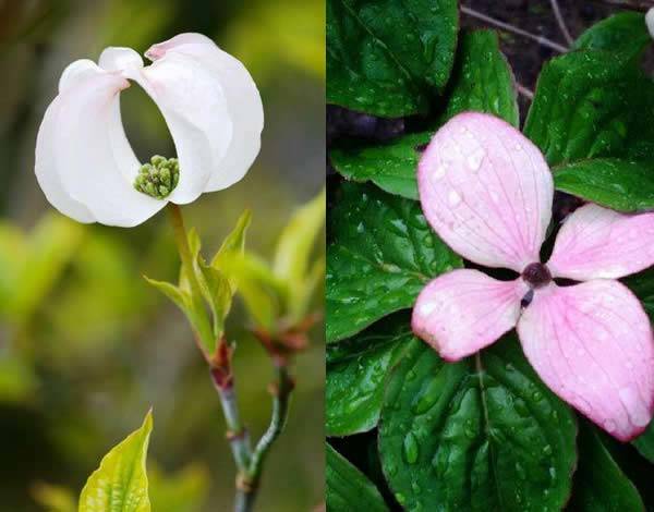 Flowering Dogwood trees - Cornus Florida Rainbow and Cornus Kousa Miss Satomi