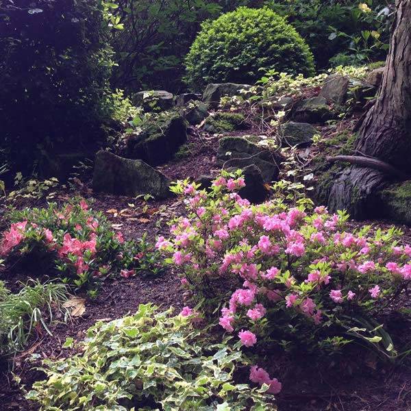 Azaleas in a Woodland Garden Setting | West Sussex