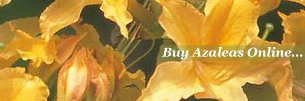 Buy Azaleas UK