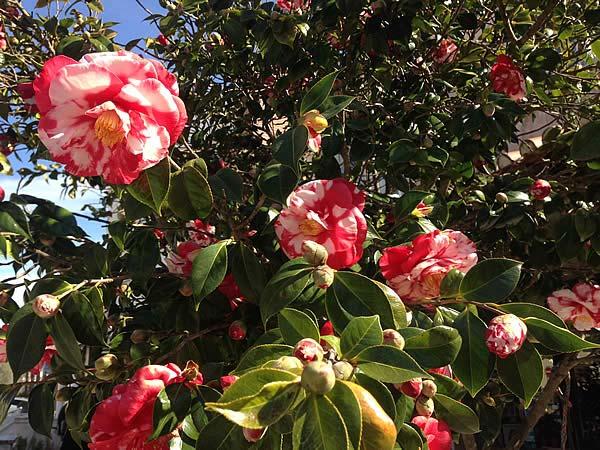 We have Many Varieties of Camellias Available