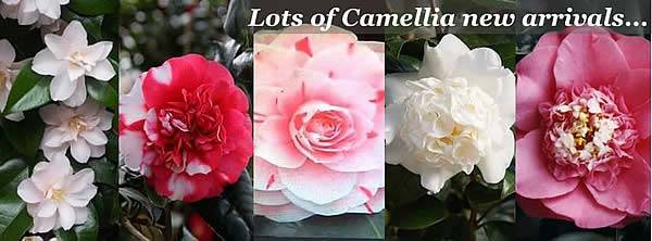 Camellia Japonica for sale online uk