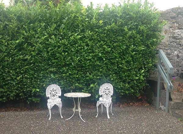 Great Cherry Laurel Hedging Offers – save ££s when you buy 10 x now…