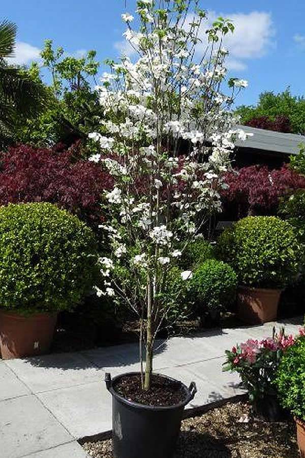 Cornus Florida White Cloud - an American Flowering Dogwood