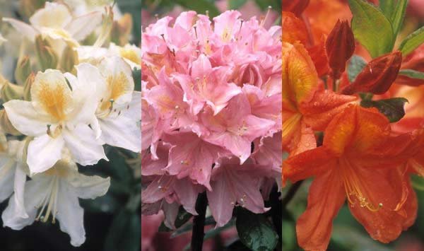 Deciduous Azaleas to buy Online, UK Delivery