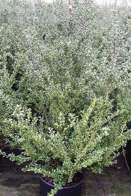 Our Ilex Crenata Convexa Hedging plants are a nice bushy shape and already 1.25 metres tall 