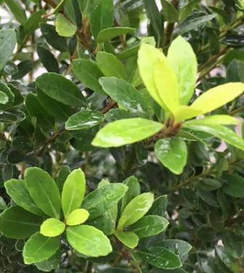 Ilex Crenata Hedging or Japanese Holly Hedging