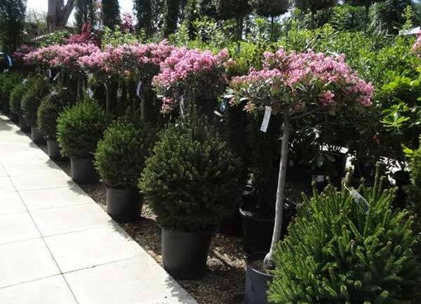 Pink Lady Indian Hawthorn Topiary Trees - Valentine's Day offer