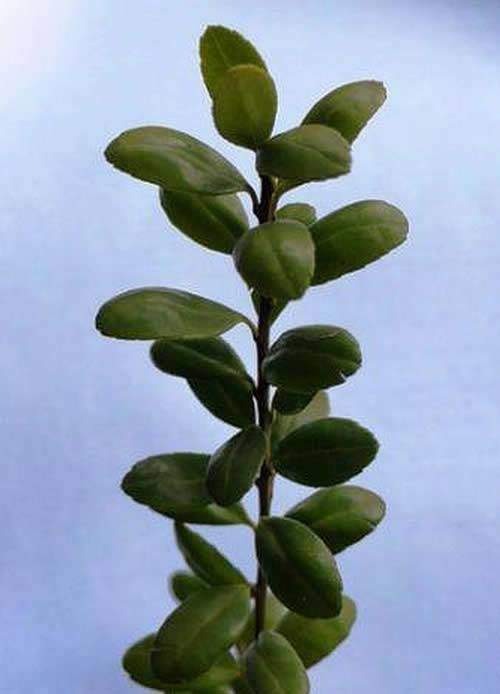 Very attractive leave shape and colour of Ilex Crenata Convexa