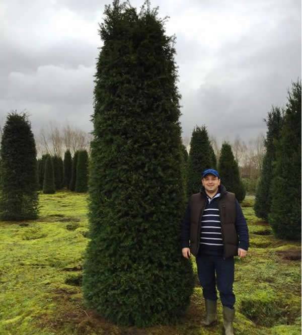 Yew hedging root ball: 5 sizes starting from 1 metre tall right up to 4 metres tall - Buy 10x, sAVE £££'S