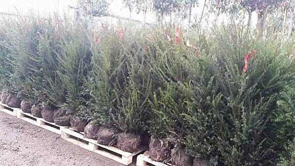 Root ball Season - Amazing offers on mature yew hedging root ball plants