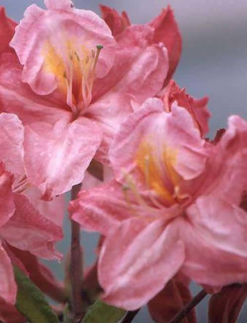 Deciduous Azalea uk - Azalea Jolie Madame, a modern Northern species hybrid