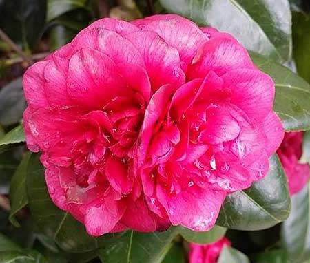 Camellias for Sale - Camellia Japonica Debbie 