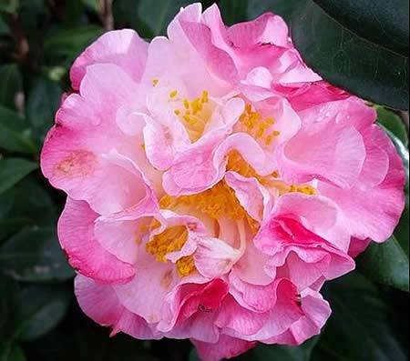 Camellia Japonica Nuccios Jewel